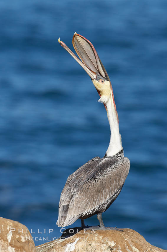 A California brown pelican performs a head throw.  During a bill throw, the pelican arches its neck back, lifting its large bill upward and stretching its throat pouch.  Adult winter non-breeding plumage showing white hindneck and red gular throat pouch. La Jolla, USA, Pelecanus occidentalis, Pelecanus occidentalis californicus, natural history stock photograph, photo id 20035