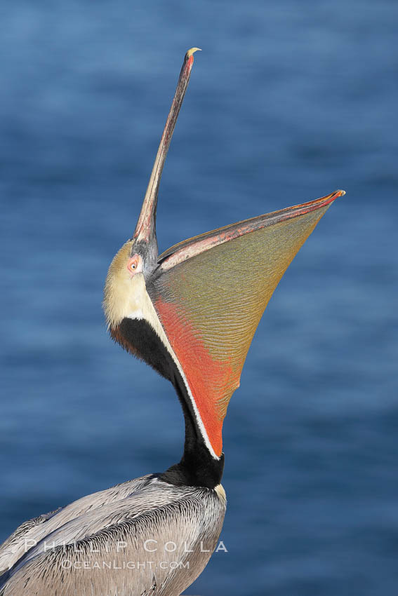 Brown pelican head throw.  During a bill throw, the pelican arches its neck back, lifting its large bill upward and stretching its throat pouch. La Jolla, California, USA, Pelecanus occidentalis, Pelecanus occidentalis californicus, natural history stock photograph, photo id 20259