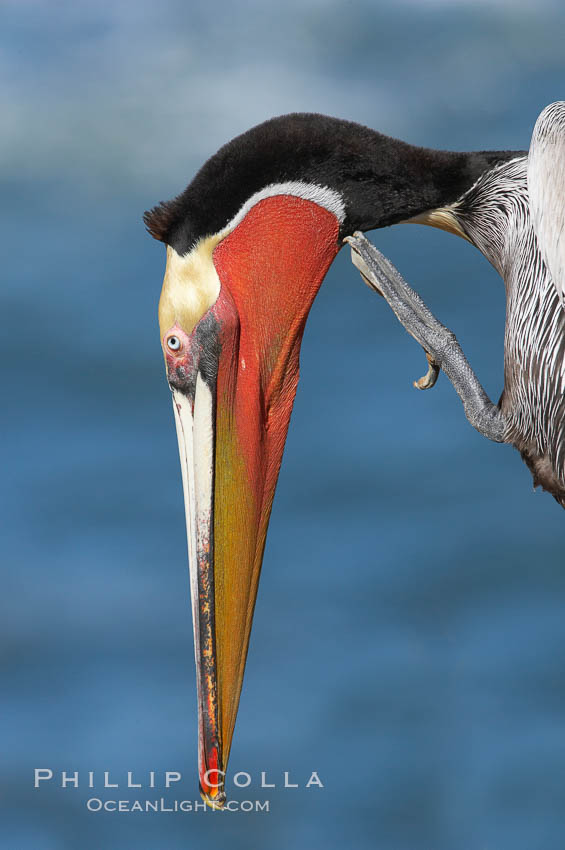 Brown pelican stretching and scratching its throat pouch. Note the distinctive brown hind neck, yellow head and red/olive gular pouch which are classic winter breeding colors in California brown pelicans. La Jolla, USA, Pelecanus occidentalis, Pelecanus occidentalis californicus, natural history stock photograph, photo id 20299