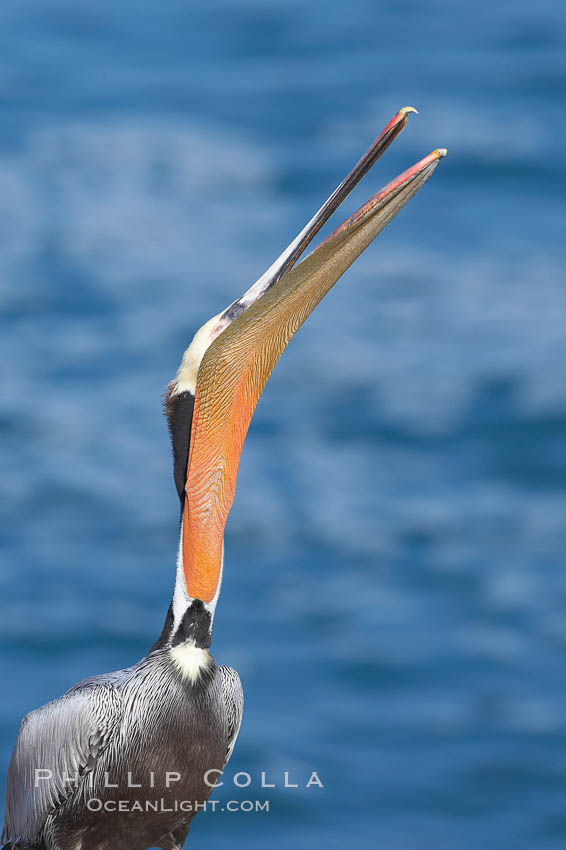 Brown pelican head throw, winter plumage, showing bright red gular pouch and dark brown hindneck plumage of breeding adults.  During a bill throw, the pelican arches its neck back, lifting its large bill upward and stretching its throat pouch. La Jolla, California, USA, Pelecanus occidentalis, Pelecanus occidentalis californicus, natural history stock photograph, photo id 20153