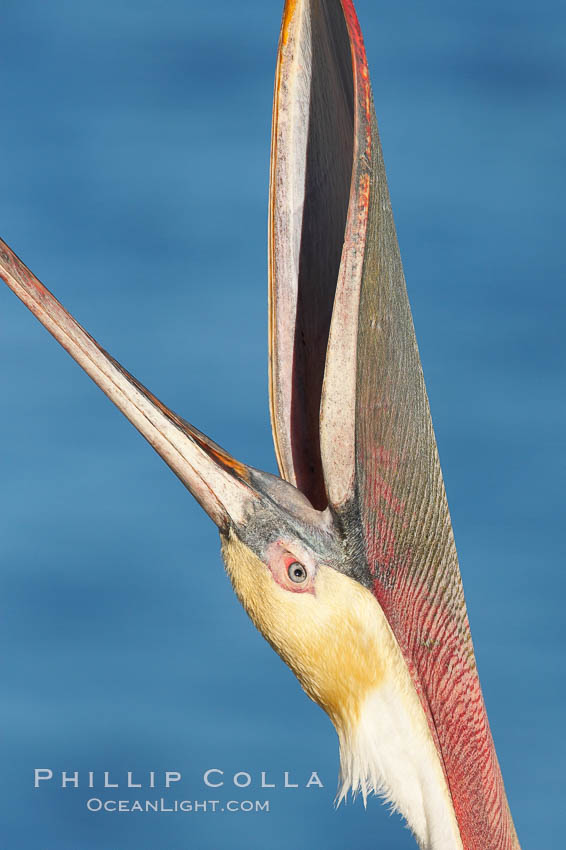 Brown pelican head throw.  During a bill throw, the pelican arches its neck back, lifting its large bill upward and stretching its throat pouch.  Adult winter non-breeding plumage showing white hindneck and red gular throat pouch. La Jolla, California, USA, Pelecanus occidentalis, Pelecanus occidentalis californicus, natural history stock photograph, photo id 18051