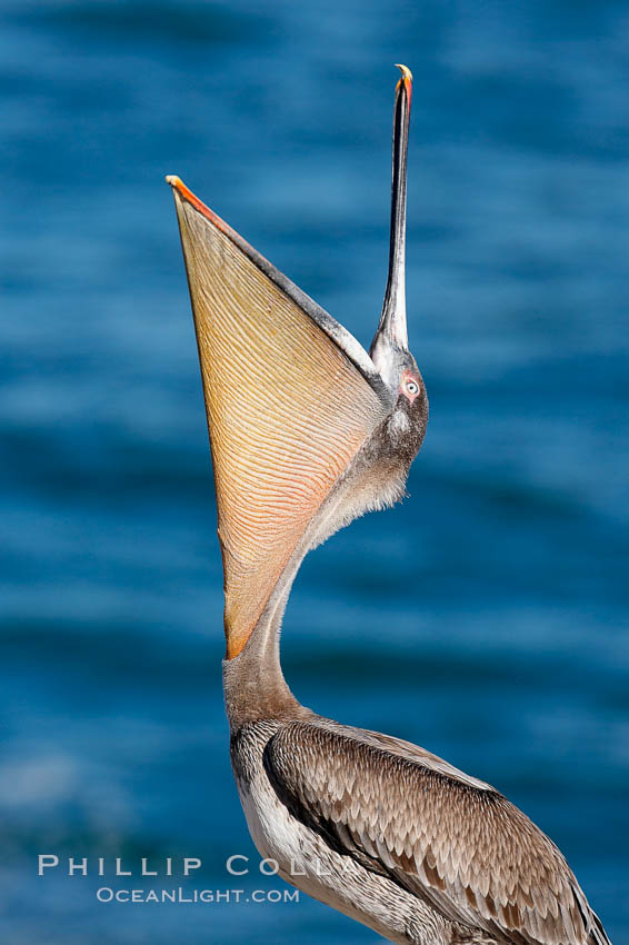 Brown pelican head throw.  During a bill throw, the pelican arches its neck back, lifting its large bill upward and stretching its throat pouch. La Jolla, California, USA, Pelecanus occidentalis, Pelecanus occidentalis californicus, natural history stock photograph, photo id 15133