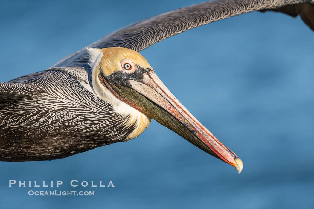Pelican Portrait in Flight Adult Winter Plumage, blue ocean in the distance, Pelecanus occidentalis californicus, Pelecanus occidentalis