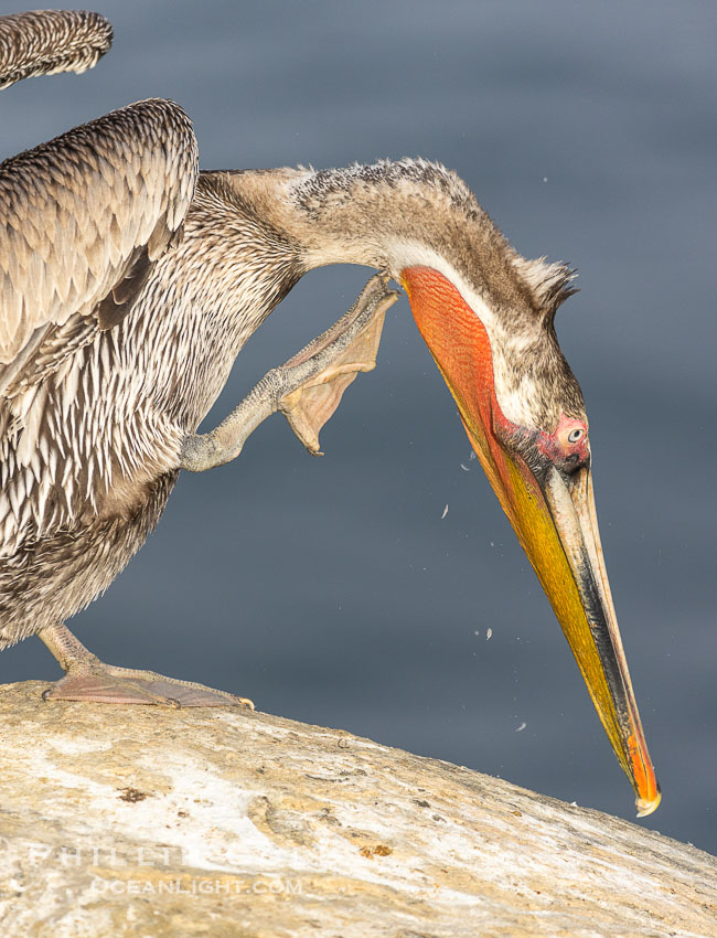 Pelican scratching neck and throat, note small bits of white feathers. La Jolla, California, USA, Pelecanus occidentalis, Pelecanus occidentalis californicus, natural history stock photograph, photo id 38709