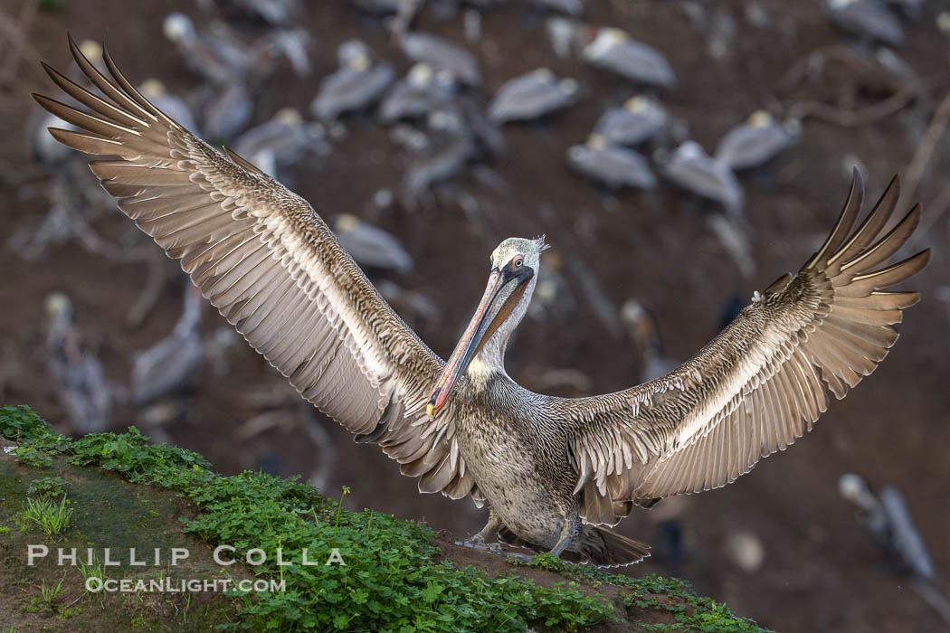 Pelican Spreads Its Wings as it Lands on Cliffs. Sidelit by rising sun, with a cliff full of resting pelicans in the background. La Jolla, California, USA, Pelecanus occidentalis, Pelecanus occidentalis californicus, natural history stock photograph, photo id 38875