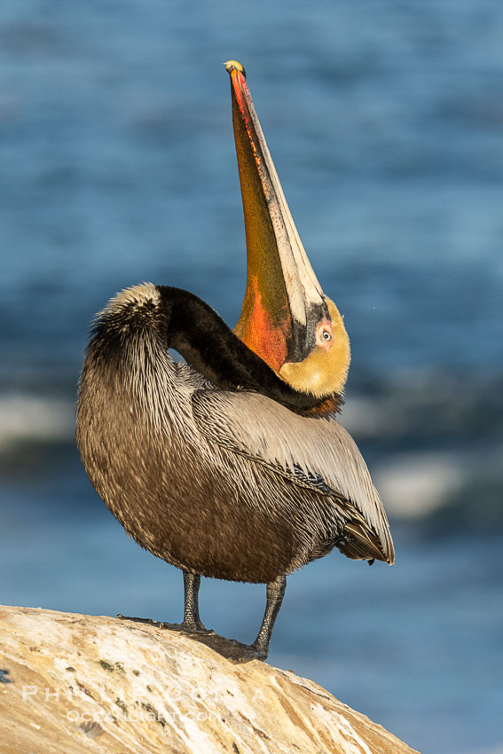Pelican yoga, Utthita Tadasana, extended mountain pose with backbend. A California brown pelican preening, rubbing the back of its head and neck on the uropygial gland (preen gland) near the base of its tail. Preen oil from the uropygial gland is spread by the pelican's beak and back of its head to all other feathers on the pelican, helping to keep them water resistant and dry. Adult winter breeding plumage showing brown hindneck and red gular throat pouch., Pelecanus occidentalis, Pelecanus occidentalis californicus, natural history stock photograph, photo id 41509
