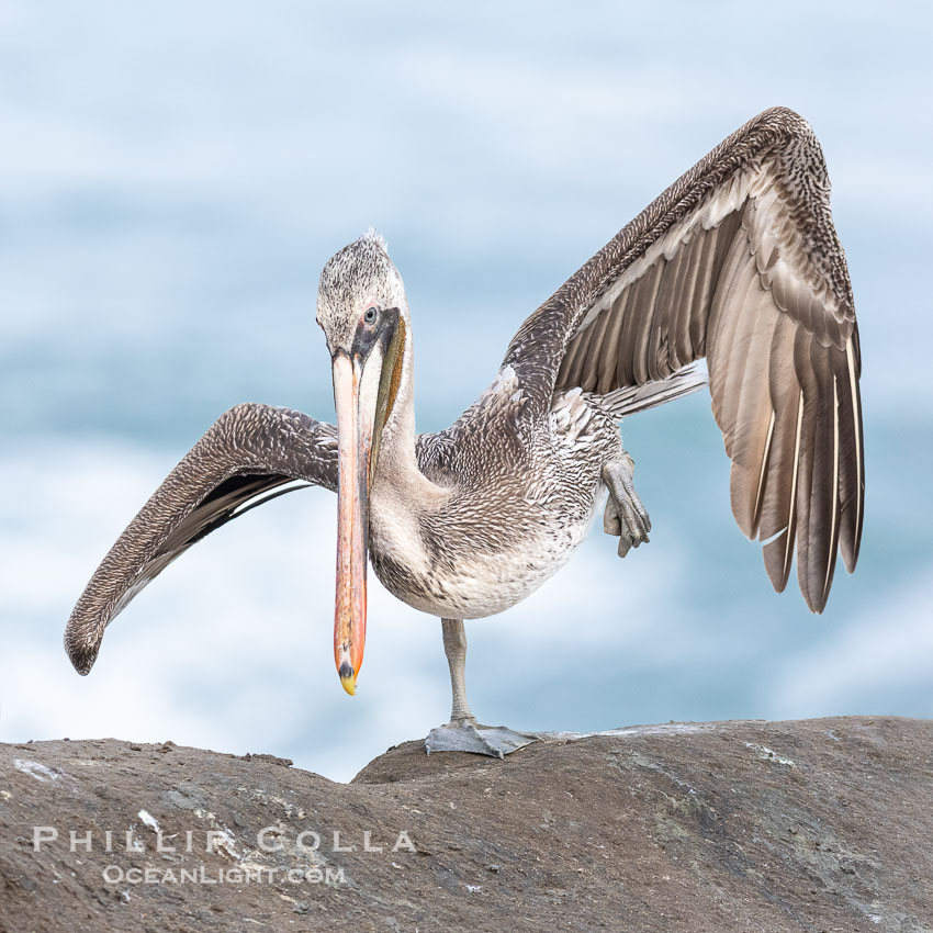 Young brown pelican  performing yoga Warrior Three or Half Moon Pose Virabhadrasana, on one leg with wings raised and head tipped forward. Possible second or third year winter plumage, immature, Pelecanus occidentalis, Pelecanus occidentalis californicus, La Jolla, California
