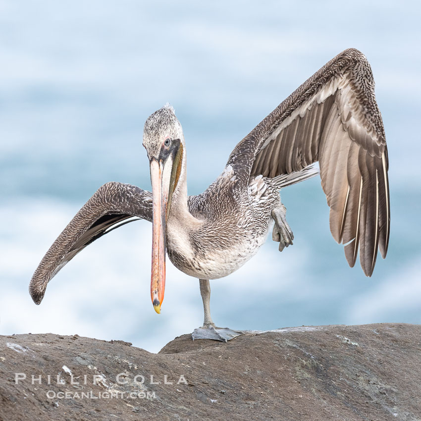 Young brown pelican performing yoga Warrior Three or Half Moon Pose Virabhadrasana, on one leg with wings raised and head tipped forward. Possible second or third year winter plumage, immature, Pelecanus occidentalis, Pelecanus occidentalis californicus, La Jolla, California Young brown pelican performing yoga Warrior Three or Half Moon Pose Virabhadrasana, on one leg with wings raised and head tipped forward. Possible second or third year winter plumage, immature, Pelecanus occidentalis, Pelecanus occidentalis californicus, La Jolla, California