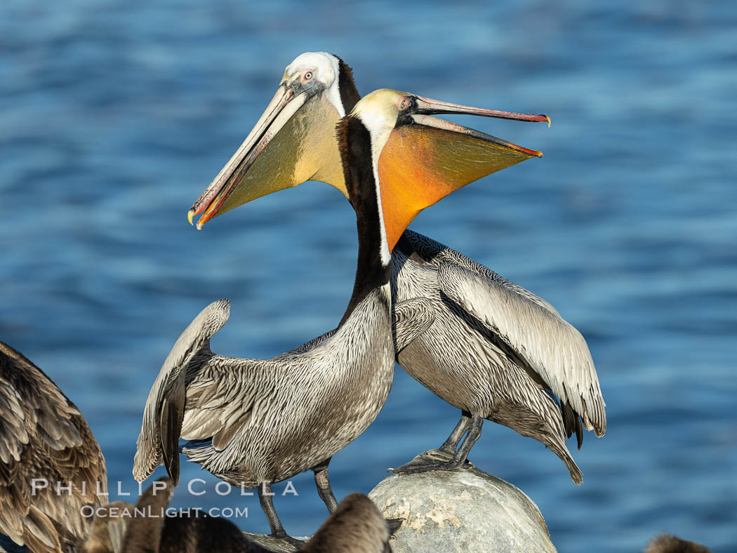 Two California brown pelicans mock jousting, displaying vividly-colored throat skin and mating plumage., Pelecanus occidentalis, Pelecanus occidentalis californicus, natural history stock photograph, photo id 36720
