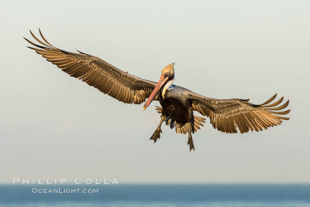 Brown pelican in flight, spreading wings wide to slow in anticipation of landing on seacliffs. La Jolla, California, USA, Pelecanus occidentalis, Pelecanus occidentalis californicus, natural history stock photograph, photo id 30254