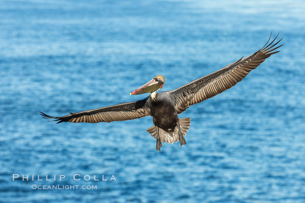 Brown pelican in flight, spreading wings wide to slow in anticipation of landing on seacliffs. La Jolla, California, USA, Pelecanus occidentalis, Pelecanus occidentalis californicus, natural history stock photograph, photo id 30292