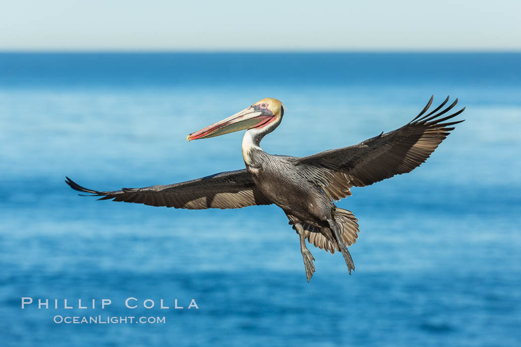 Brown pelican in flight, spreading wings wide to slow in anticipation of landing on seacliffs. La Jolla, California, USA, Pelecanus occidentalis, Pelecanus occidentalis californicus, natural history stock photograph, photo id 30303