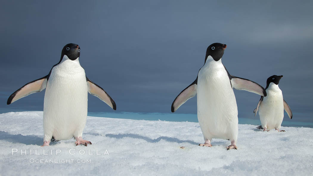 Two Adelie penguins, holding their wings out, standing on an iceberg. Paulet Island, Antarctic Peninsula, Antarctica, Pygoscelis adeliae, natural history stock photograph, photo id 25114