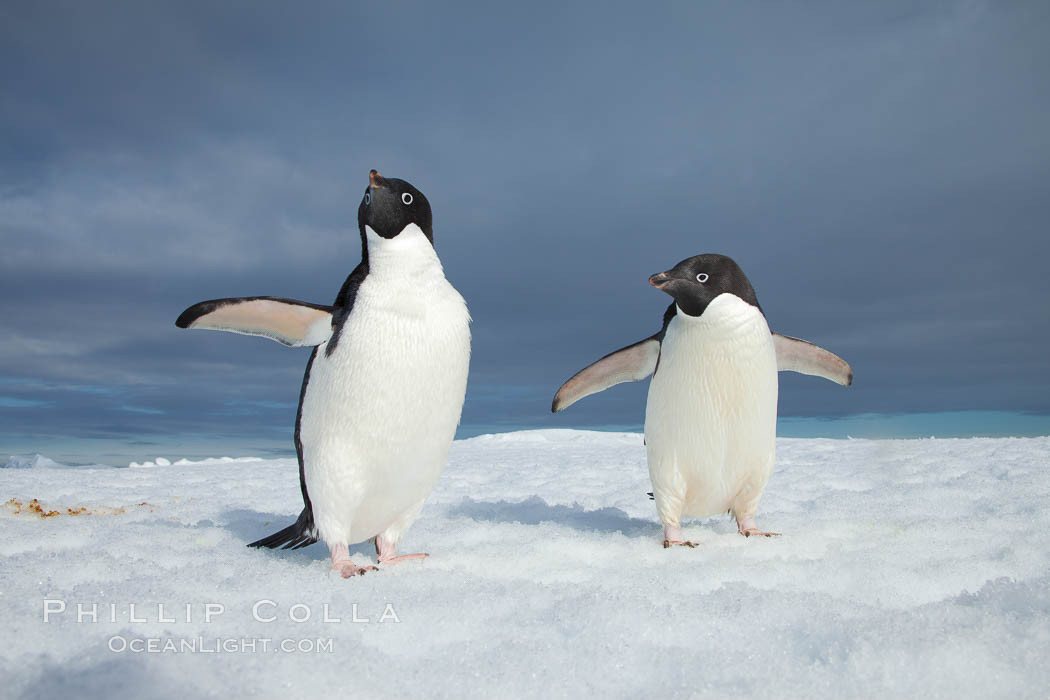 Two Adelie penguins, holding their wings out, standing on an iceberg. Paulet Island, Antarctic Peninsula, Antarctica, Pygoscelis adeliae, natural history stock photograph, photo id 25118