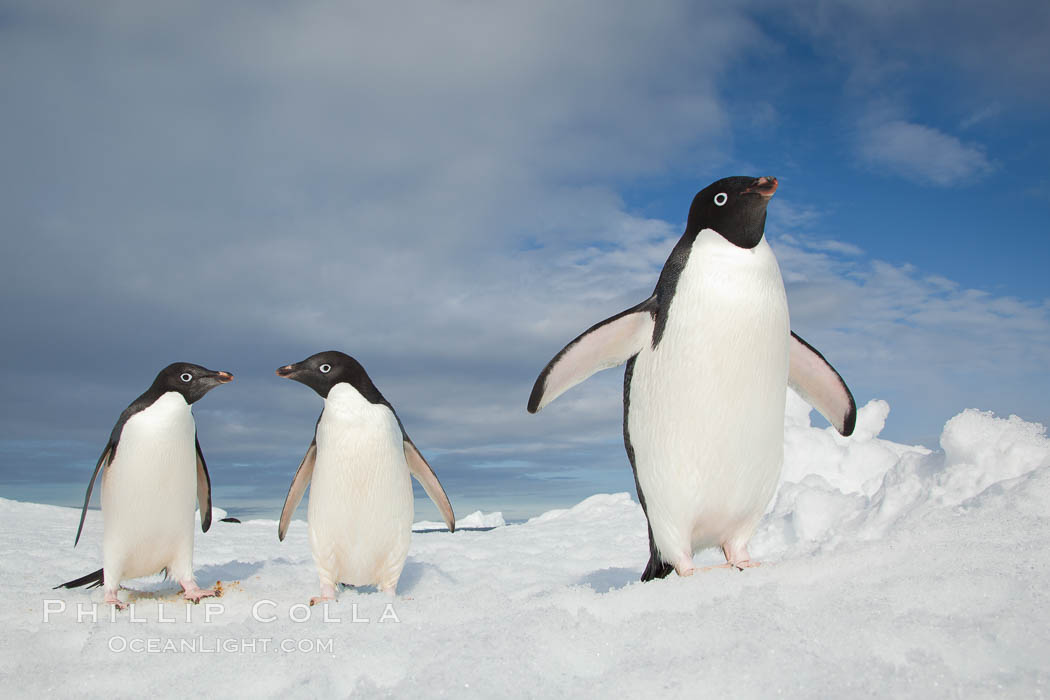 Two Adelie penguins, holding their wings out, standing on an iceberg. Paulet Island, Antarctic Peninsula, Antarctica, Pygoscelis adeliae, natural history stock photograph, photo id 25112