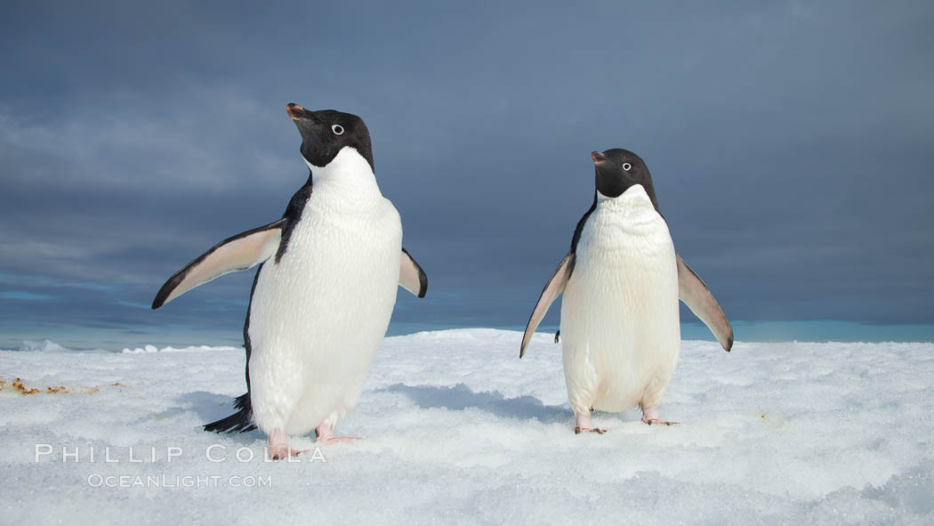 Two Adelie penguins, holding their wings out, standing on an iceberg. Paulet Island, Antarctic Peninsula, Antarctica, Pygoscelis adeliae, natural history stock photograph, photo id 25116