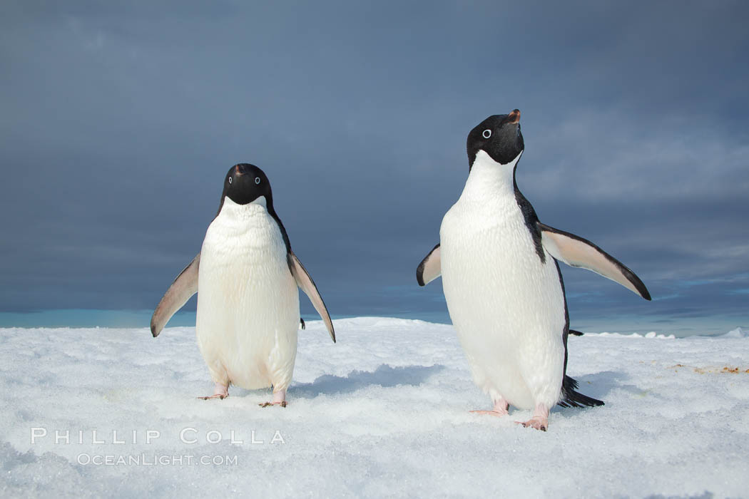 Two Adelie penguins, holding their wings out, standing on an iceberg. Paulet Island, Antarctic Peninsula, Antarctica, Pygoscelis adeliae, natural history stock photograph, photo id 25115