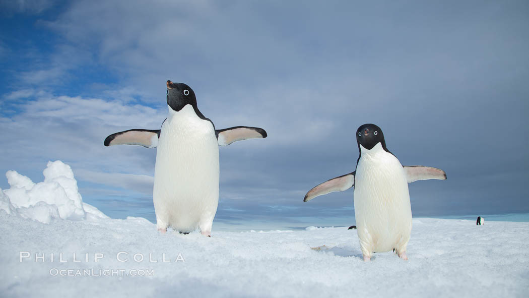Two Adelie penguins, holding their wings out, standing on an iceberg. Paulet Island, Antarctic Peninsula, Antarctica, Pygoscelis adeliae, natural history stock photograph, photo id 25119