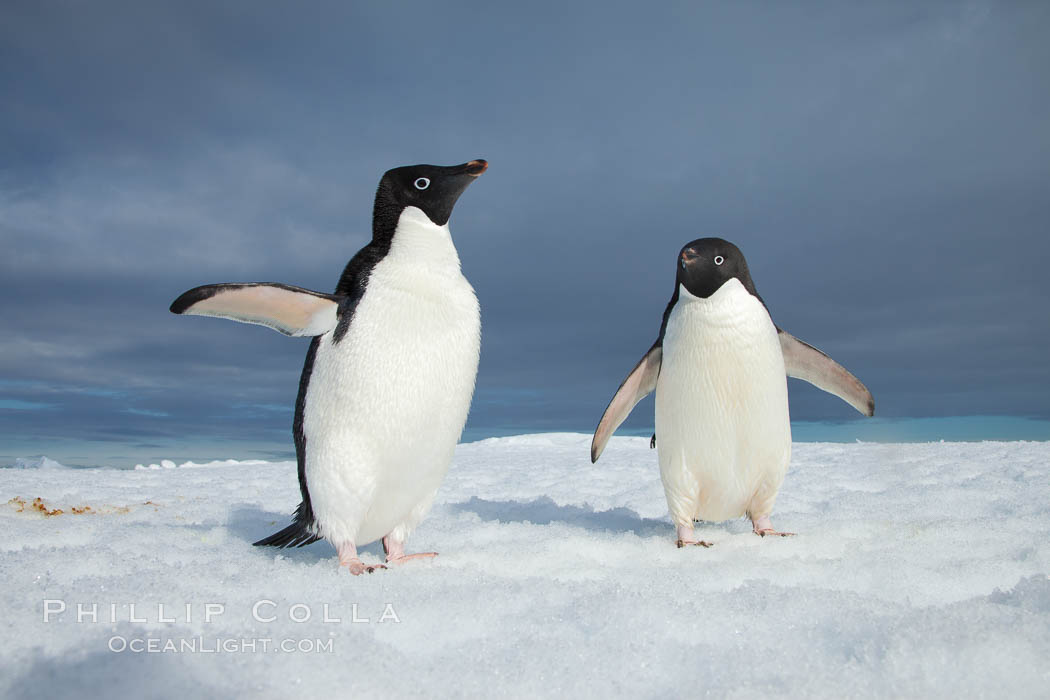 Two Adelie penguins, holding their wings out, standing on an iceberg. Paulet Island, Antarctic Peninsula, Antarctica, Pygoscelis adeliae, natural history stock photograph, photo id 25117