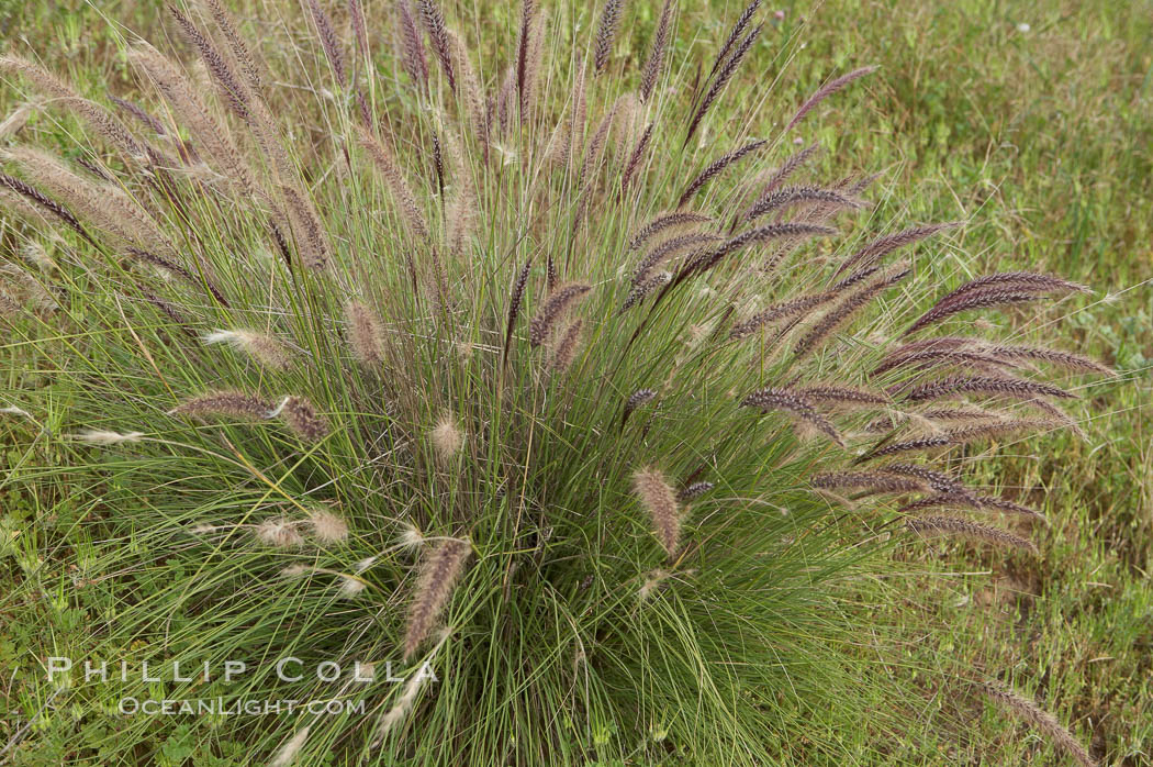 Fountain grass. Carlsbad, California, USA, Pennisetum setaceum, natural history stock photograph, photo id 11376