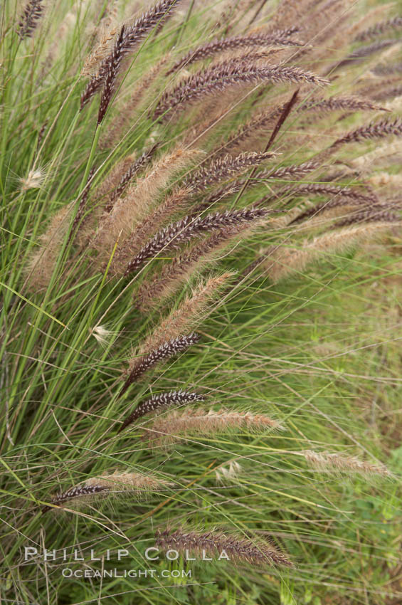Fountain grass. Carlsbad, California, USA, Pennisetum setaceum, natural history stock photograph, photo id 11379
