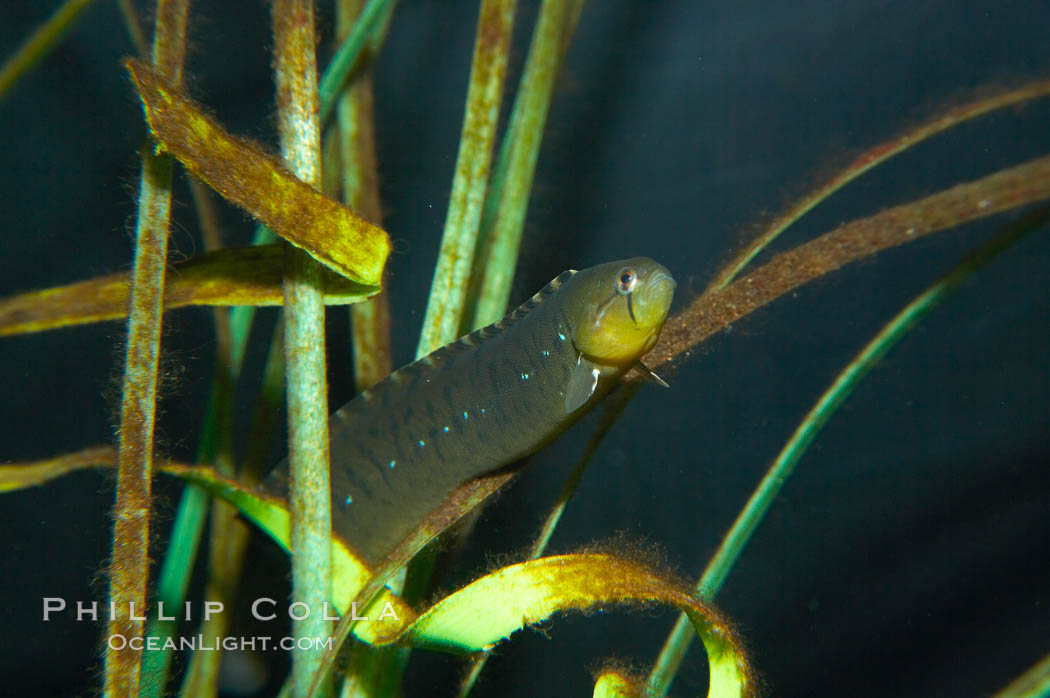 Penpoint gunnel.  Gunnels assume the color of whatever kelp species they eat, this one eats green-colored algae., Apodichthys flavidus, natural history stock photograph, photo id 13717