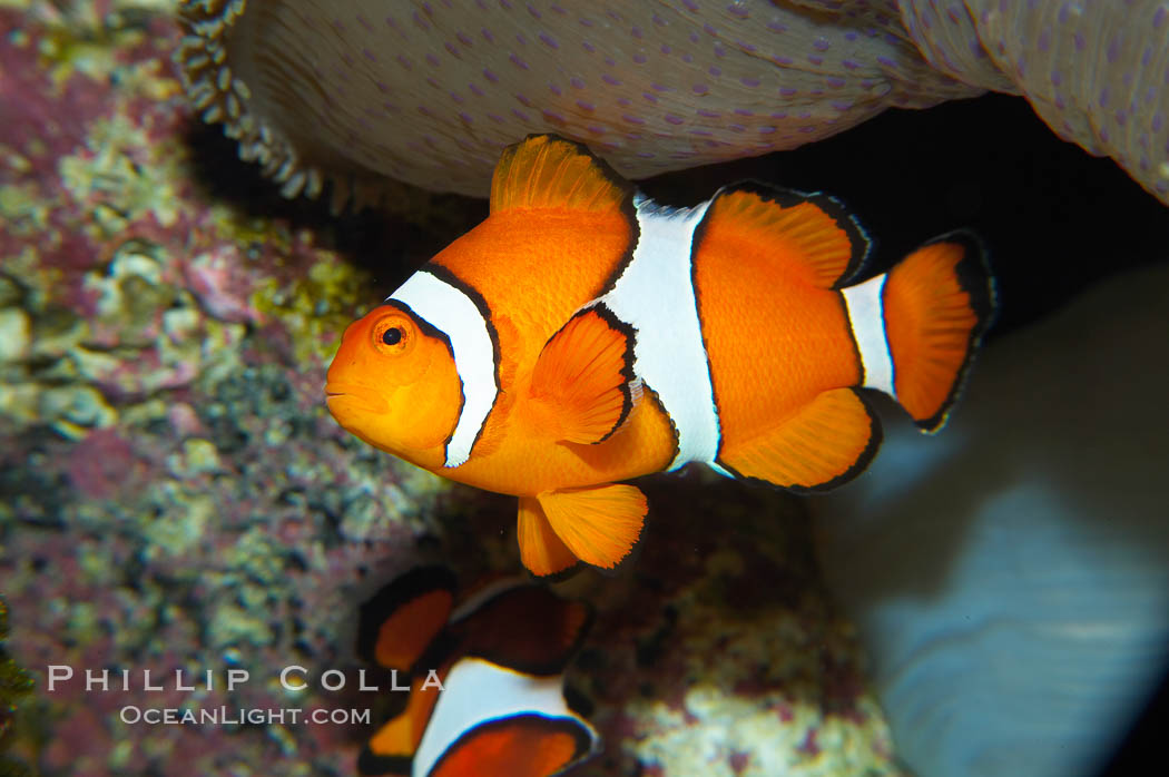 Percula clownfish anemonefish., Amphiprion percula, natural history stock photograph, photo id 13674