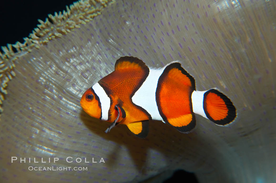 Percula clownfish anemonefish., Amphiprion percula, natural history stock photograph, photo id 13677