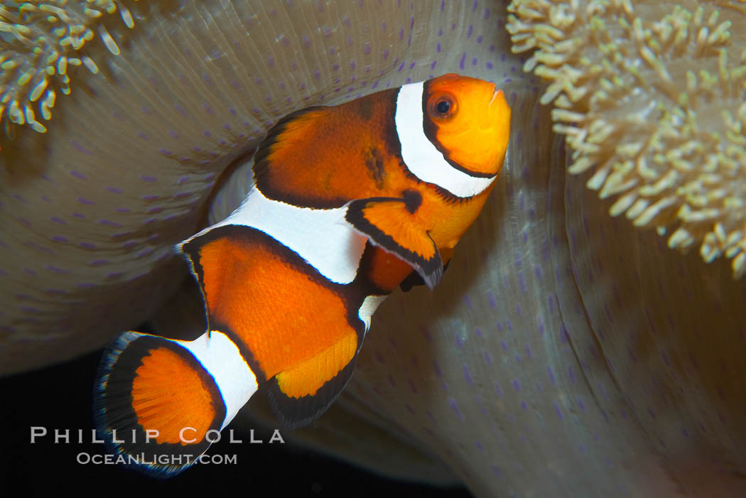 Percula clownfish anemonefish., Amphiprion percula, natural history stock photograph, photo id 13676