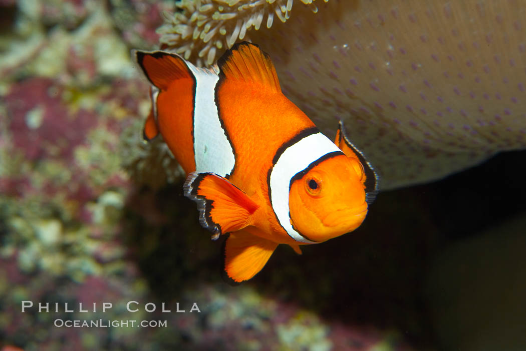 Percula clownfish anemonefish., Amphiprion percula, natural history stock photograph, photo id 13679