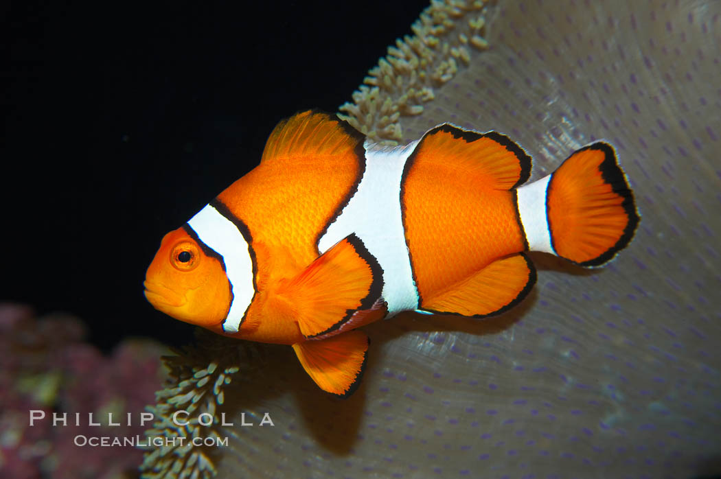 Percula clownfish anemonefish., Amphiprion percula, natural history stock photograph, photo id 13673