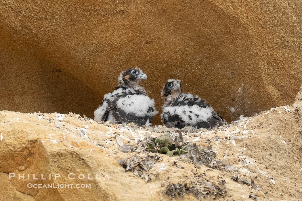 Peregrin Falcon chicks at the nest on Torrey Pines sandstone cliffs. Torrey Pines State Reserve, San Diego, California, USA, Falco peregrinus, natural history stock photograph, photo id 40987