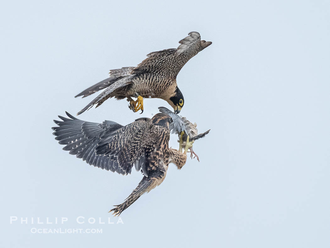 Food exchange between adult and fledgeling peregrine falcon in flight, Torrey Pines State Natural Reserve. The mother is above (banded) and has relinquished prey to her fledgeling while in flight., Falco peregrinus, natural history stock photograph, photo id 41738