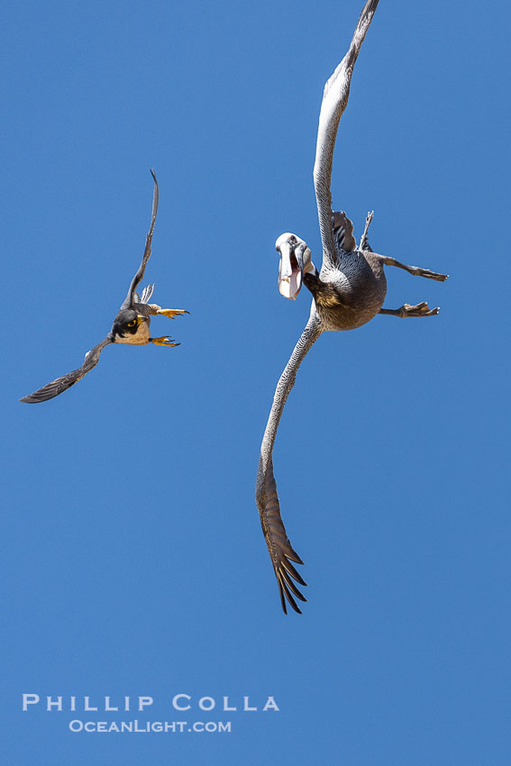 Peregrine Falcon attacking brown pelican, Torrey Pines State Natural Reserve. Torrey Pines State Reserve, San Diego, California, USA, Falco peregrinus, natural history stock photograph, photo id 39338