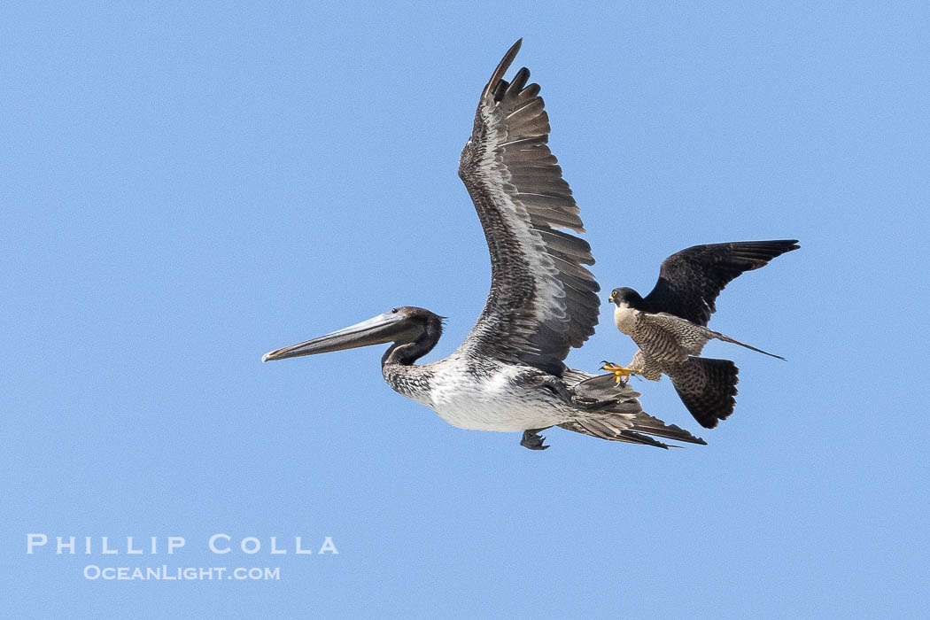 Peregrine Falcon attacking brown pelican, Torrey Pines State Natural Reserve, Falco peregrinus, Torrey Pines State Reserve, San Diego, California