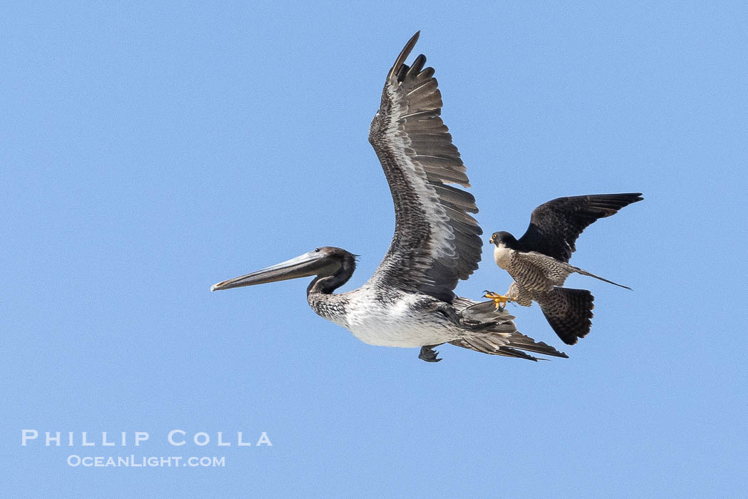 Peregrine Falcon attacking brown pelican, Torrey Pines State Natural Reserve, Falco peregrinus, Torrey Pines State Reserve, San Diego, California Peregrine Falcon attacking brown pelican, Torrey Pines State Natural Reserve, Falco peregrinus, Torrey Pines State Reserve, San Diego, California
