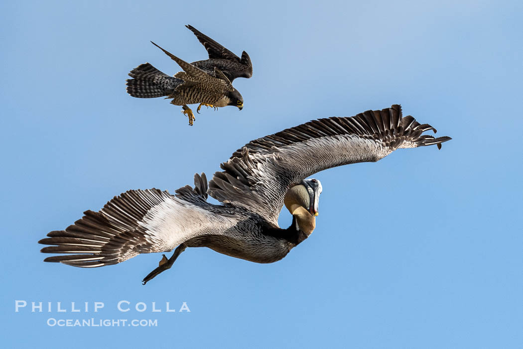 Peregrine Falcon attacking brown pelican, Torrey Pines State Natural Reserve, Falco peregrinus, Torrey Pines State Reserve, San Diego, California Peregrine Falcon attacking brown pelican, Torrey Pines State Natural Reserve, Falco peregrinus, Torrey Pines State Reserve, San Diego, California
