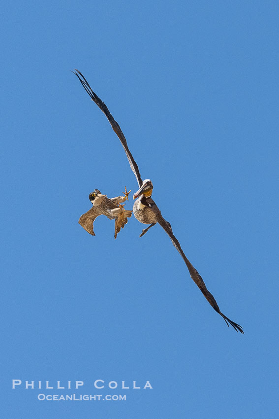 Peregrine Falcon attacking brown pelican, Torrey Pines State Natural Reserve. Torrey Pines State Reserve, San Diego, California, USA, Falco peregrinus, natural history stock photograph, photo id 39319