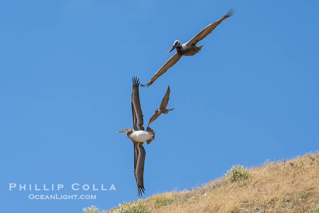 Peregrine Falcon attacking brown pelican, Torrey Pines State Natural Reserve., Falco peregrinus, natural history stock photograph, photo id 39337