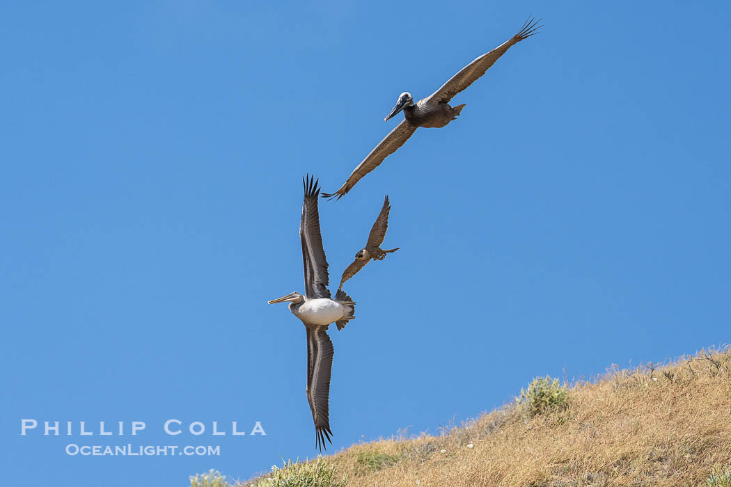 Peregrine Falcon attacking brown pelican, Torrey Pines State Natural Reserve. Torrey Pines State Reserve, San Diego, California, USA, Falco peregrinus, natural history stock photograph, photo id 39337