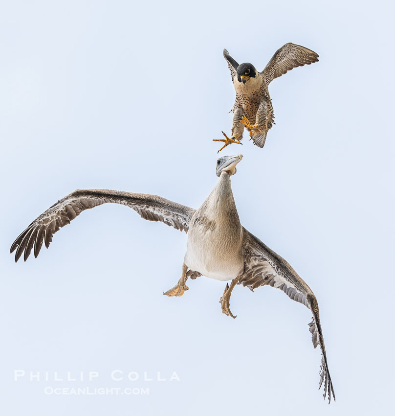 Peregrine Falcon attacking brown pelican while in flight. Torrey Pines State Reserve, San Diego, California, USA, Falco peregrinus, natural history stock photograph, photo id 40985