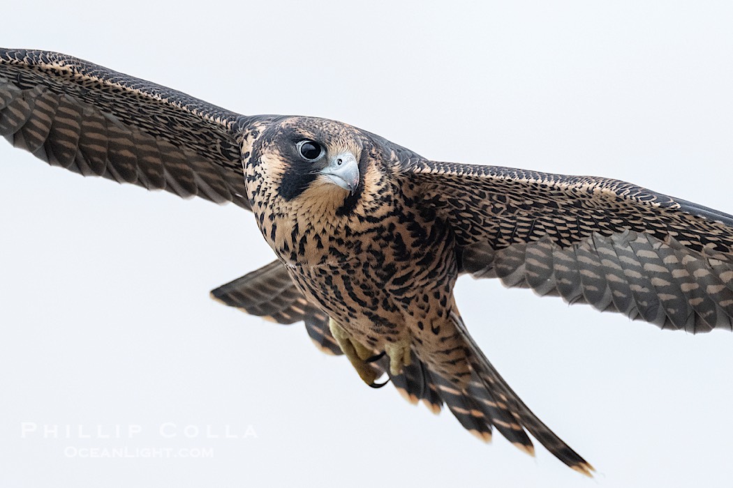 Peregrine Falcon fledgeling portrait during flight., Falco peregrinus, natural history stock photograph, photo id 41761