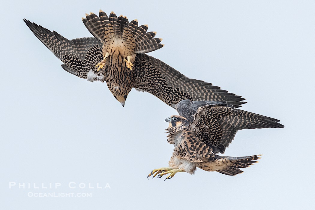Peregrine Falcon fledgelings jousting in mid-air during flight., Falco peregrinus, natural history stock photograph, photo id 41762