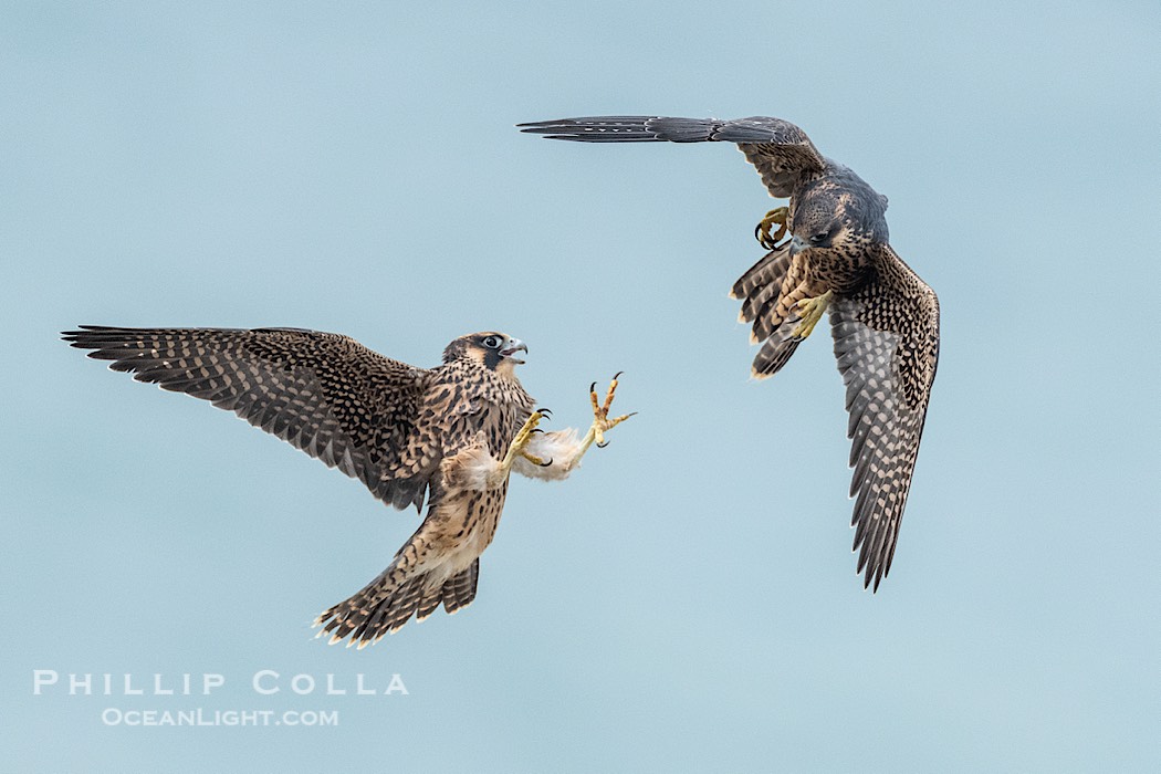 Peregrine Falcon fledgelings jousting in mid-air during flight., Falco peregrinus, natural history stock photograph, photo id 41760