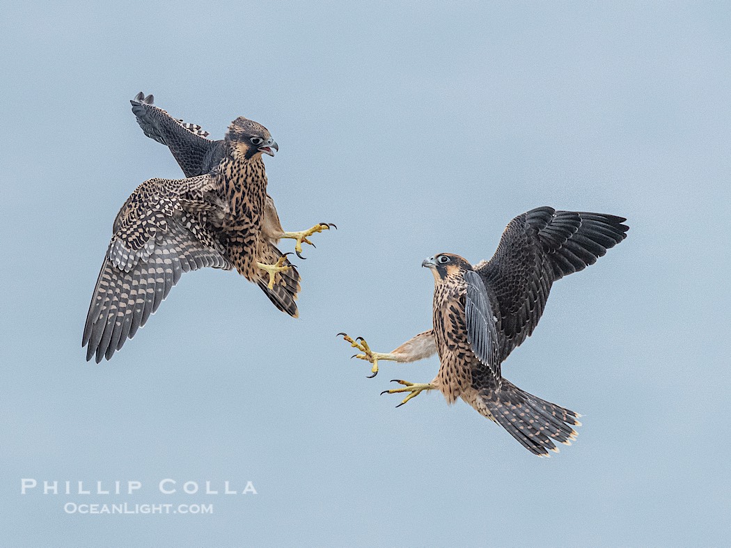 Peregrine Falcon fledgelings jousting in mid-air during flight., Falco peregrinus, natural history stock photograph, photo id 41759