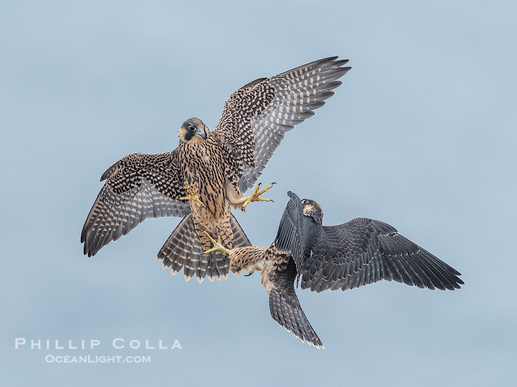 Peregrine Falcon fledgelings jousting in mid-air during flight., Falco peregrinus, natural history stock photograph, photo id 41763
