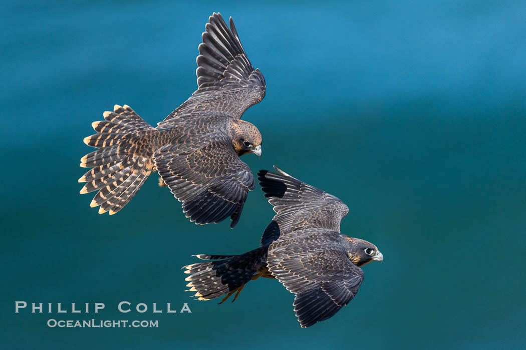 Peregrine Falcon fledglings in flight over Pacific Ocean, Torrey Pines State Natural Reserve, Falco peregrinus, Torrey Pines State Reserve, San Diego, California Peregrine Falcon fledglings in flight over Pacific Ocean, Torrey Pines State Natural Reserve, Falco peregrinus, Torrey Pines State Reserve, San Diego, California