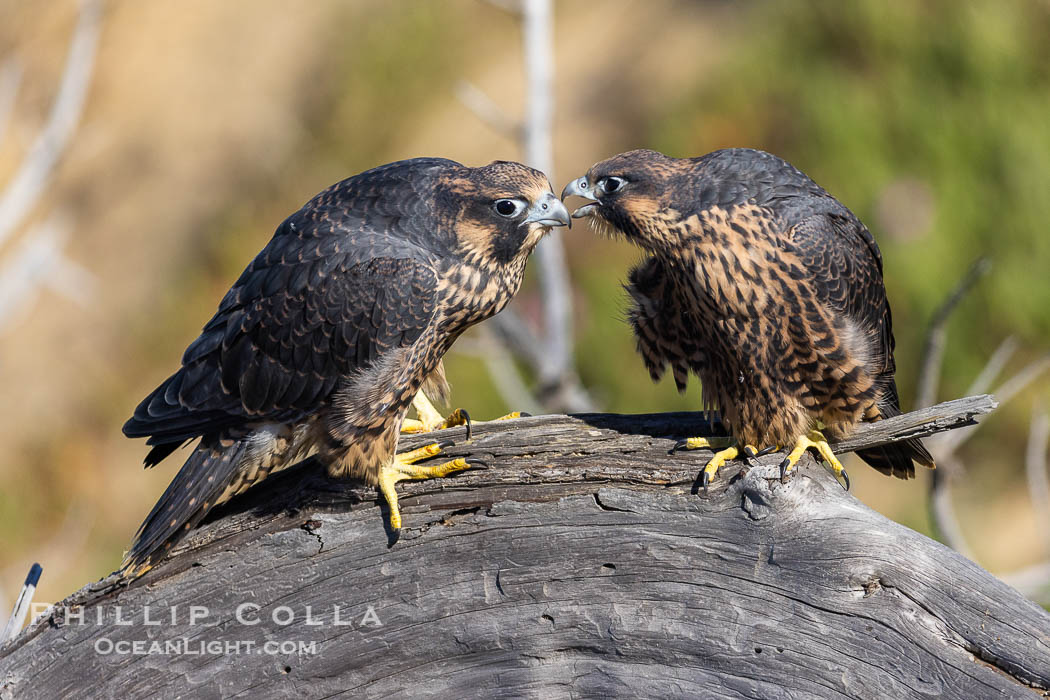 Peregrine Falcon fledglings on perch, female on left, male on right, Torrey Pines State Natural Reserve. Torrey Pines State Reserve, San Diego, California, USA, Falco peregrinus, natural history stock photograph, photo id 39310