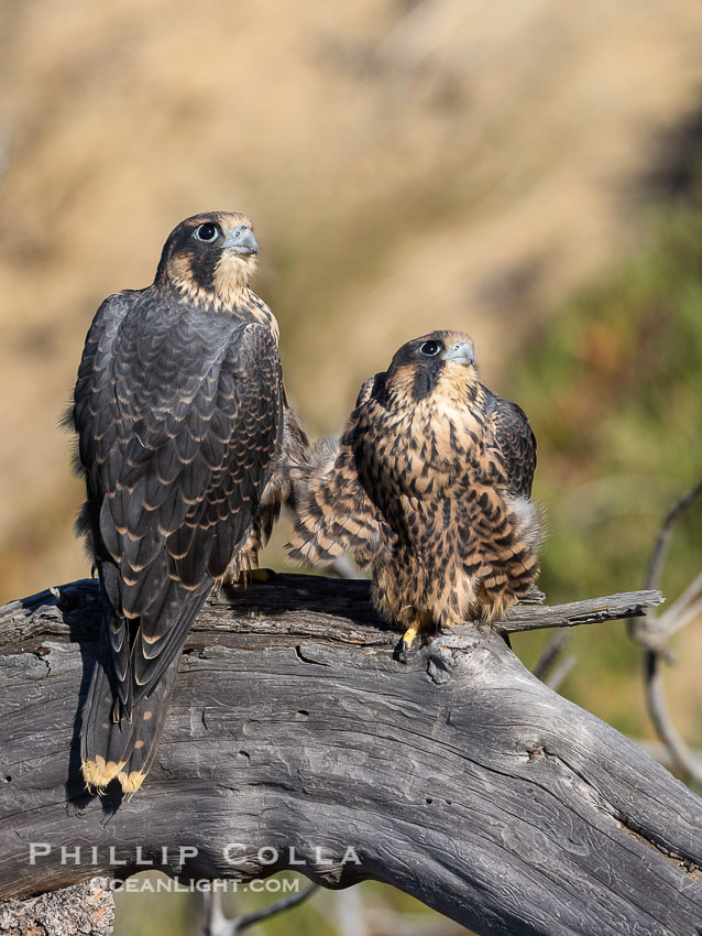 Peregrine Falcon fledglings on perch, female on left, male on right, Torrey Pines State Natural Reserve. Torrey Pines State Reserve, San Diego, California, USA, Falco peregrinus, natural history stock photograph, photo id 39328