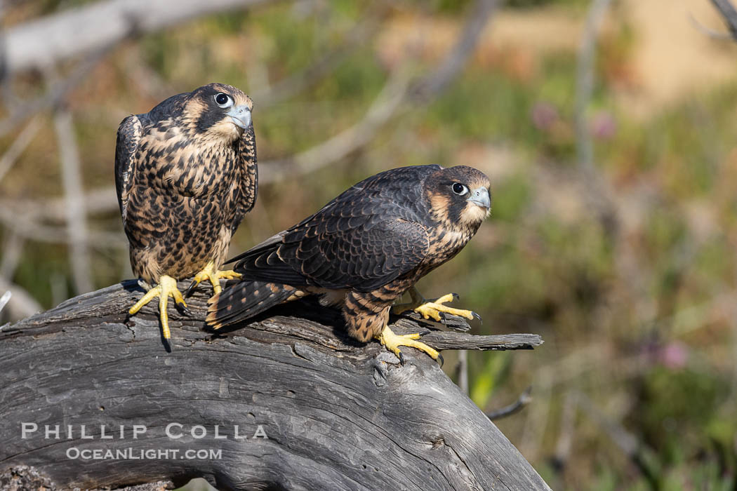Peregrine Falcon fledglings on perch, female on left, male on right, Torrey Pines State Natural Reserve, Falco peregrinus, Torrey Pines State Reserve, San Diego, California Peregrine Falcon fledglings on perch, female on left, male on right, Torrey Pines State Natural Reserve, Falco peregrinus, Torrey Pines State Reserve, San Diego, California